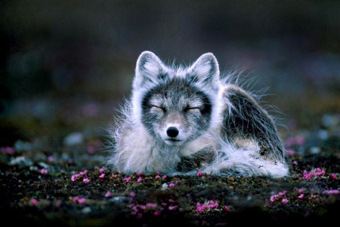 Amazing Facts about the Arctic Fox | OneKindPlanet Animal Education