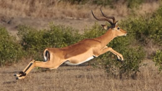 Amazing Facts about Impalas| OneKindPlanet Animal Education & Facts