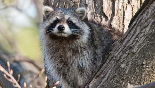 Amazing Facts about Raccoons | OneKindPlanet Animal Education