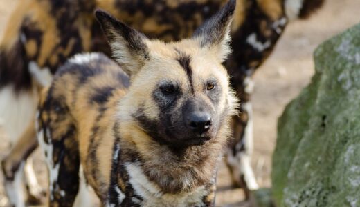 Amazing facts about the African wild dog - OneKind Animal A-Z