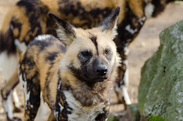 Amazing Facts about African Wild Dogs | OneKindPlanet Animal Education