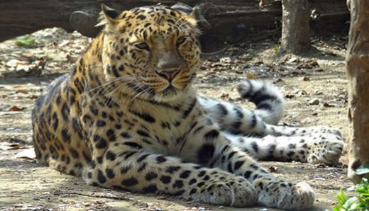 Amur Leopard - endangered animals