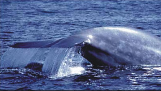 az-blue-whale-wpcf_520x294.jpg