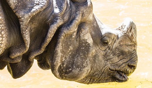 Amazing Facts about Javan Rhinos | OneKindPlanet Animal Education
