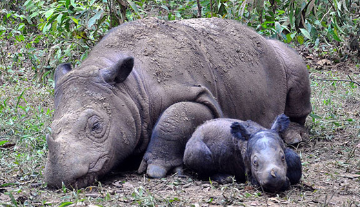 Amazing Facts about Sumatran Rhinos | OneKindPlanet Animal Education