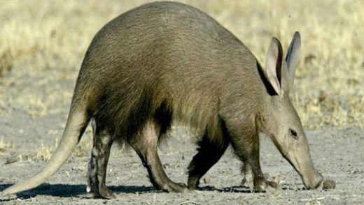 Amazing facts about Aardvarks | OneKindPlanet Animal Education & Facts