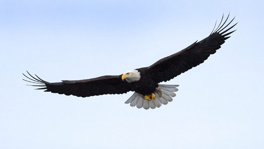 Amazing Facts about Eagles | OneKindPlanet Animal Education & Facts