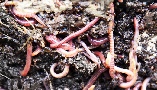 Amazing Facts about Earthworms or Worms | OneKindPlanet Education