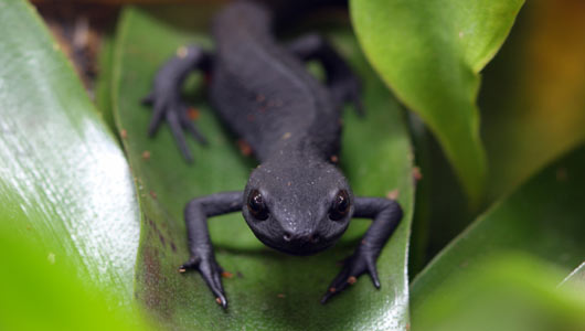 Amazing Facts about Newts | OneKindPlanet Animal Education & Facts