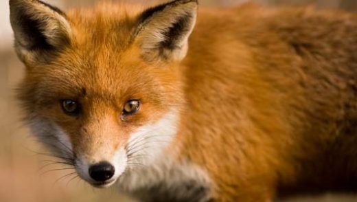 Amazing Facts about Red Foxes | OneKindPlanet Animal Education