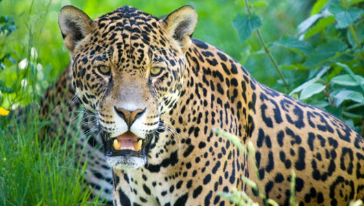 Amazing Facts about Jaguars | OneKindPlanet Animal Education & Facts