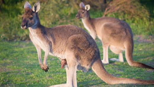 Amazing Facts about Kangaroos | OneKindPlanet Animal Education