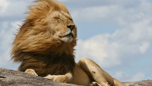 Amazing Facts about Lions | OneKindPlanet Animal Education & Facts