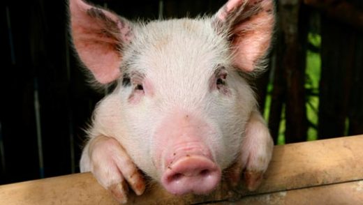 Amazing Facts about Pigs | OneKindPlanet Animal Education & Facts