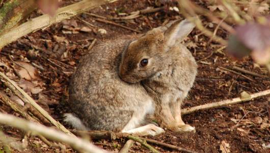 Amazing Facts about Rabbits | OneKindPlanet Animal Education & Facts