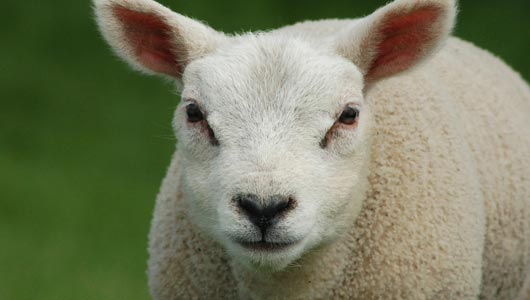 Amazing Facts about Sheep | OneKindPlanet Animal Education & Facts