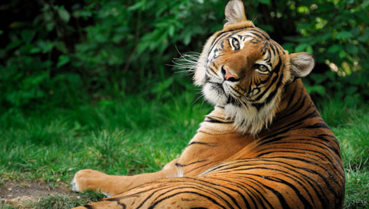 Amazing Facts about Tigers | OneKindPlanet Animal Education & Facts