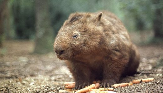 Amazing Facts about Wombats | OneKindPlanet Animal Education & Facts