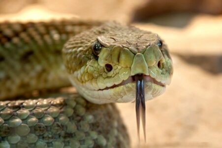 Amazing Facts about Snakes | OneKindPlanet Animal Education & Facts