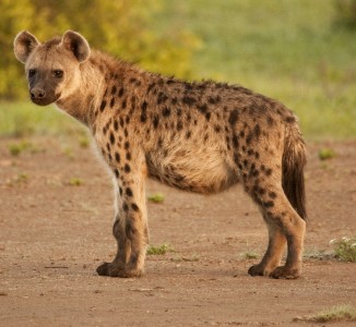 Amazing Facts about Spotted Hyenas  OneKindPlanet Animal 