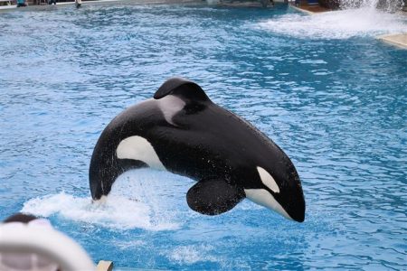 Killer whales in captivity showing dorsal fin collapse