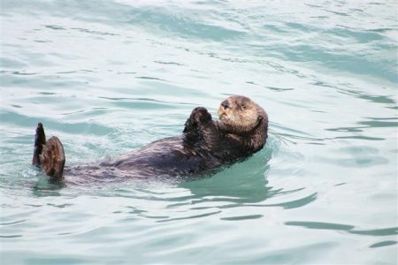 Sea otter floating on its back
