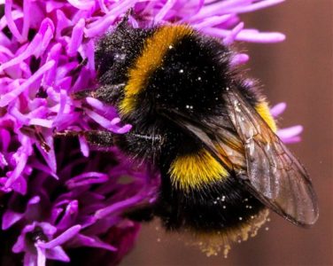 Bumblebee - an endangered animal.