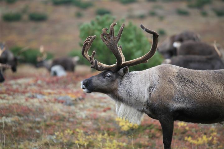 Amazing Facts about the Caribou (reindeer) | OneKindPlanet Education