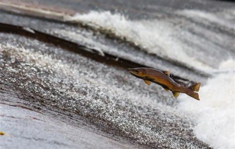 Migrating salmon