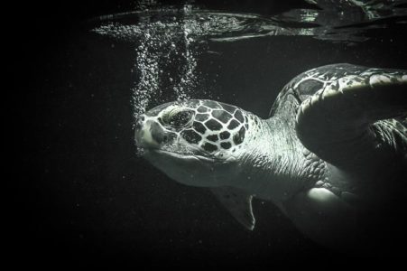 Sea turtle for World Sea Turtle Day