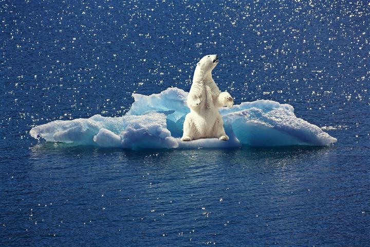 The Impact of Climate Change on Animals - OneKind Planet Blog
