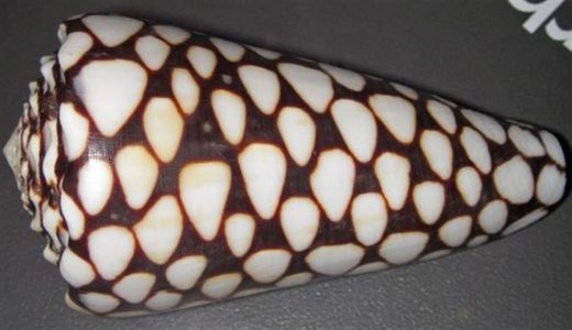 Marbled Cone Snail