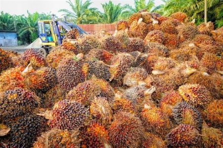 Say no to palm oil