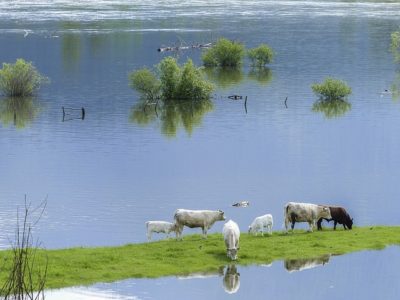 Cows after flood