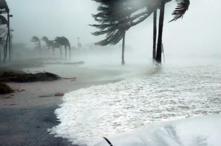 How natural disasters affect animals - OneKind Planet Blog