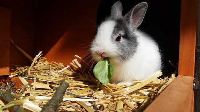 Pet rabbit - A rabbit is not just for easter