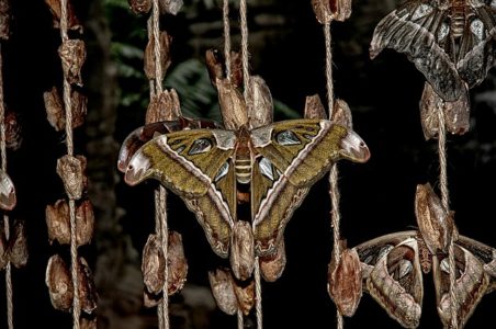 Atlas moth, wildlife wonders, invertebrates