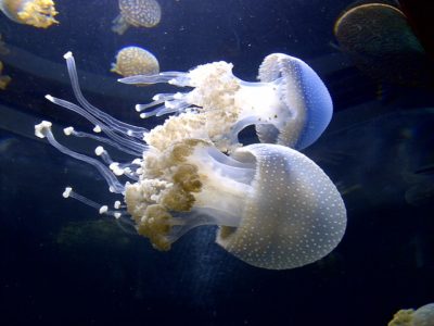 White spotted jellyfish - wildlife wonders, invertebrates