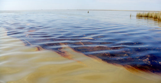 Oil spill - animals and man-made disasters