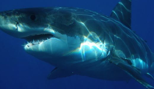 Wildlife wonders - great white shark
