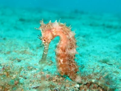 Seahorse - fish wildlife wonders