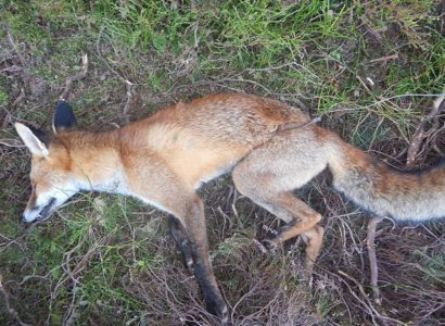 Dead snared fox