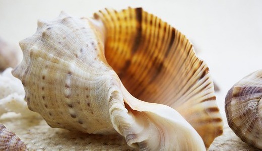 Shells - ethical souvenirs