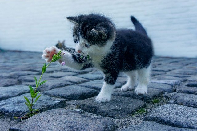 Kitten playing with a plant 
