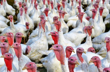 Intensive farming of turkeys