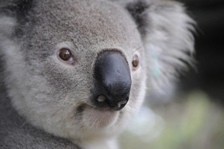 Koala - Australian animal