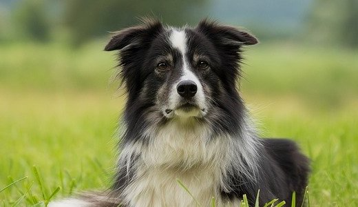 Dog - Things to consider when buying a dog