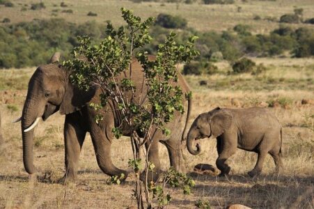 African elephants - longest living animals