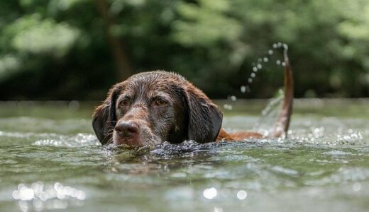 Chocolate labrador - keeping pets cool in summer