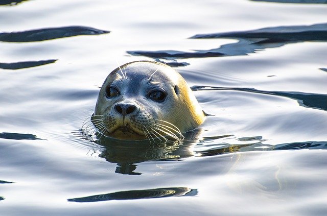 Seal - animal impacted by ADDs used on fish farms. 